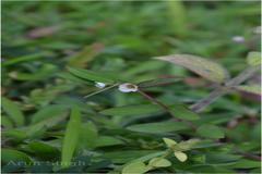 Euphorbia deccanensis